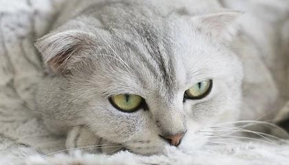 亚博体育官网-孙颖莎陈梦横扫对手进四强 “小魔王”将战伊藤美诚