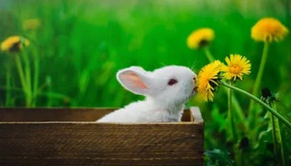 亚博体育官网-孙颖莎陈梦横扫对手进四强 “小魔王”将战伊藤美诚